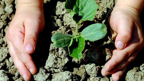 Ett barn kupar händerna runt en gurkplanta som vuxit till fyra blads höjd.