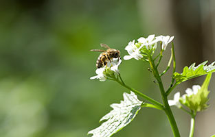 Bild på en blomma och ett bi 