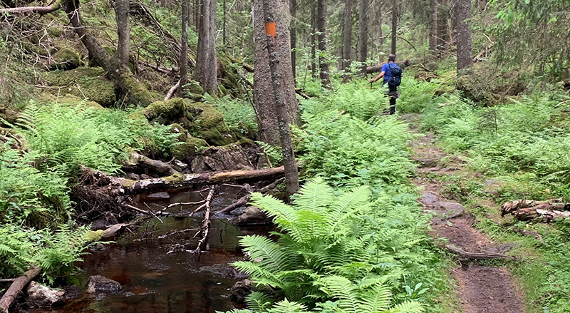 En stig i skogen på Bergslagsleden.