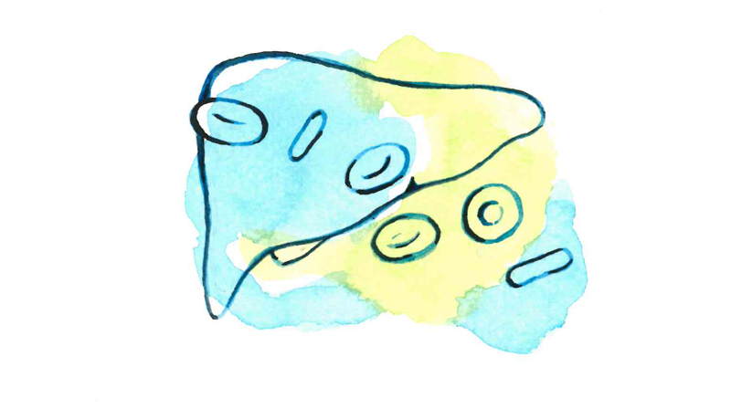 Illustration av en lever målad med vattenfärg.